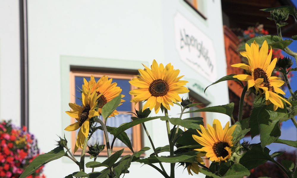 Haus Alpenglühn mit Sonnenblume